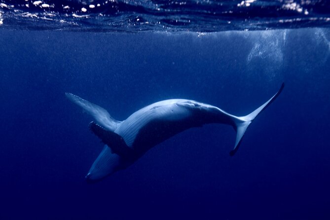 Private tour whale watching and snorkeling in Moorea - Watching Moorea’s humpback whales from the boat