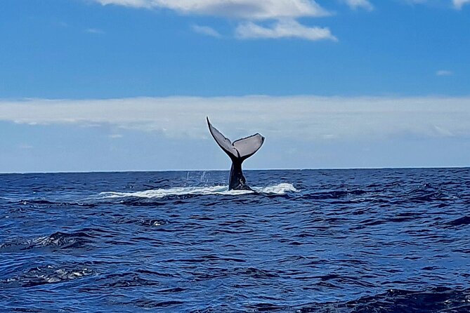 Private tour whale watching and snorkeling in Moorea - Lagoon time when the open sea turns rough