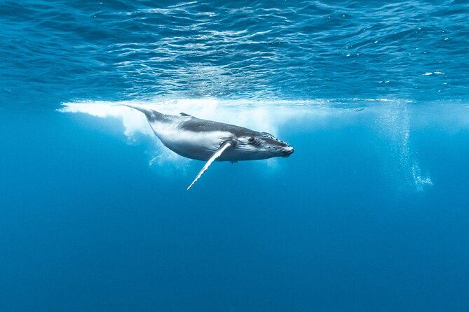 Private tour whale watching and snorkeling in Moorea - What the private price means for your group