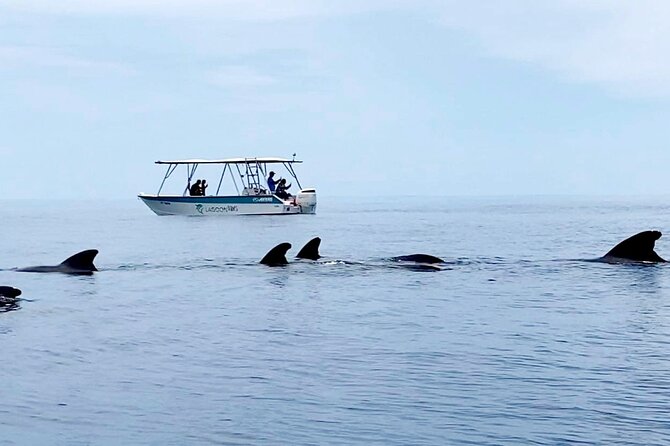 Private tour whale watching and snorkeling in Moorea - The crew and the tone of the outing