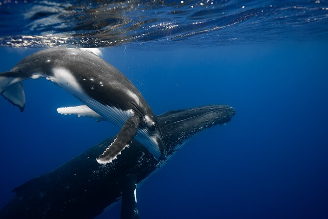 Private tour whale watching and snorkeling in Moorea - When a whale swim is allowed