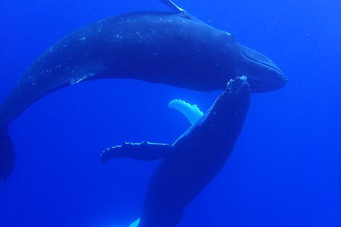 Private Tour Whale Watching Half Day Tour - The four-hour route from Opunohu Marina