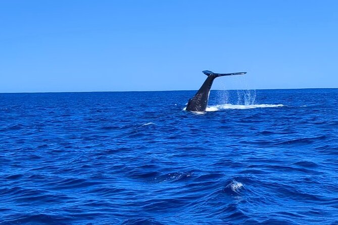 Private Tour Whale Watching Half Day Tour - The boat experience needs realistic expectations
