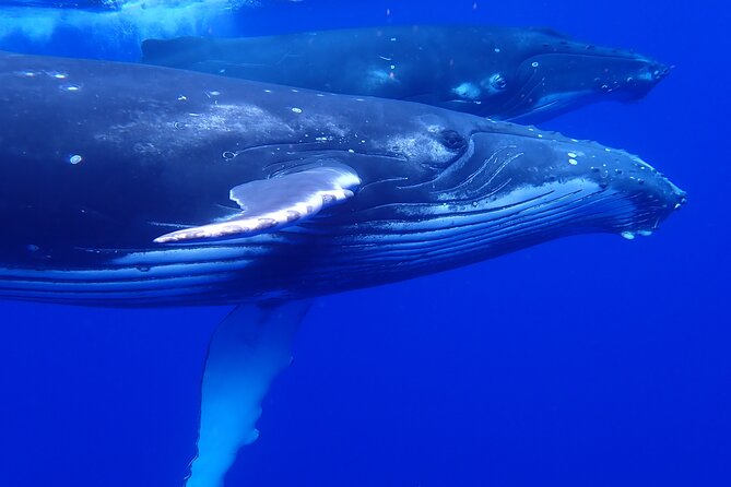 Private Tour Whale Watching Half Day Tour - What the private format adds