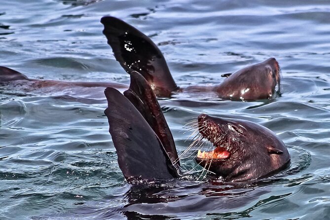 Private Tour: Whale Watching Shared Boat Trip from Cape Town - Why this Cape Town day trip works