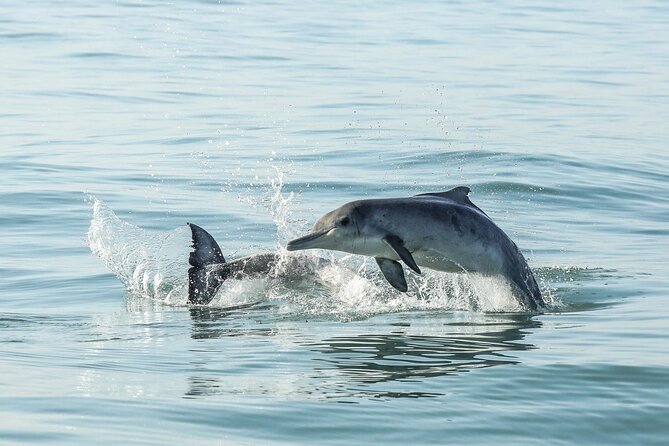 Private Tour: Whale Watching Shared Boat Trip from Cape Town - Lunch in Hermanus or the Hemel-en-Aarde Valley