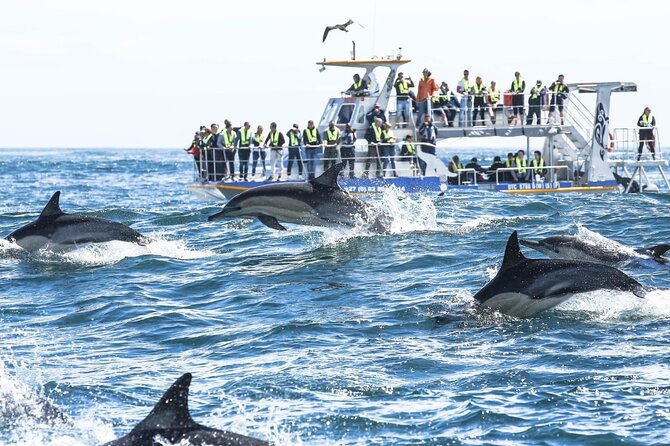 Private Tour: Whale Watching Shared Boat Trip from Cape Town - A little time to explore Hermanus