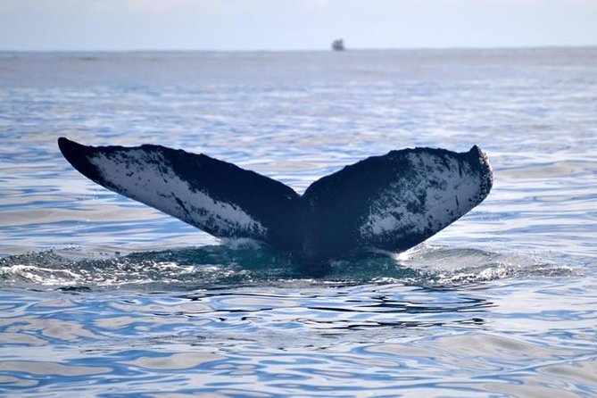 Private Whale and Dolphin Whale Watching Boat Tour - Setting out from Dominica’s wild coast
