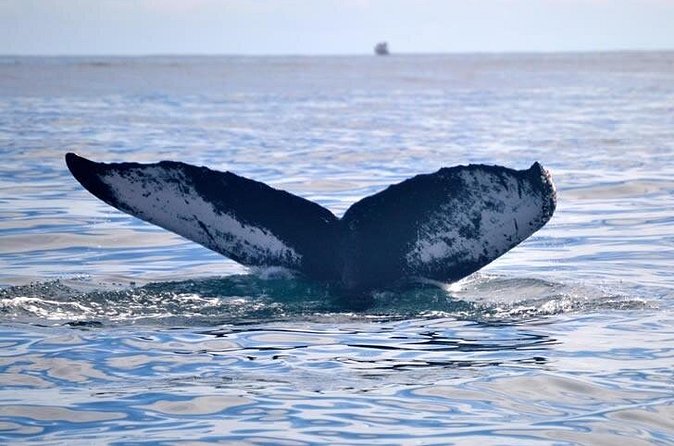 Private Whale and Dolphin Whale Watching Boat Tour - What the listed stops really mean