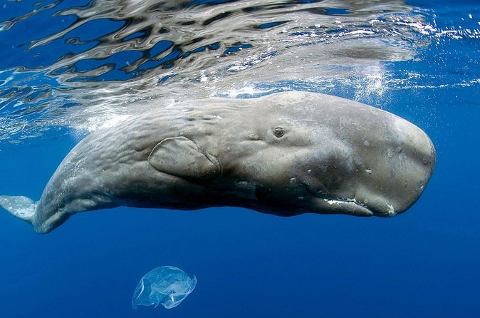 Private Whale and Dolphin Whale Watching Boat Tour - A low boat, a wet ride, and basic comforts