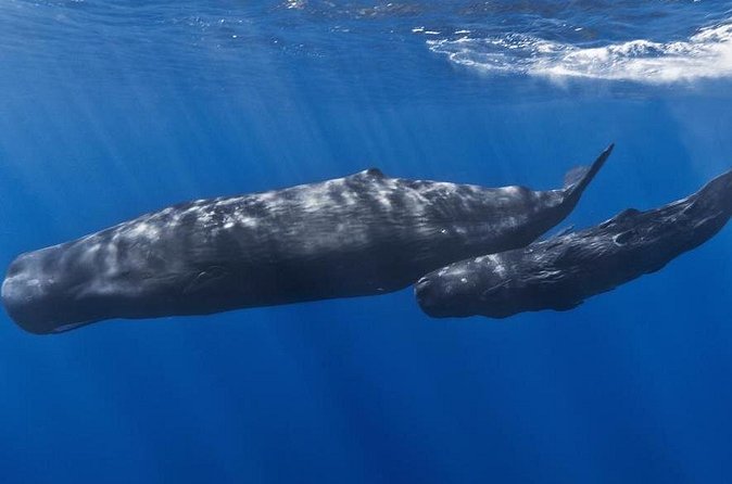 Private Whale and Dolphin Whale Watching Boat Tour - How much value do you get for $1,450?