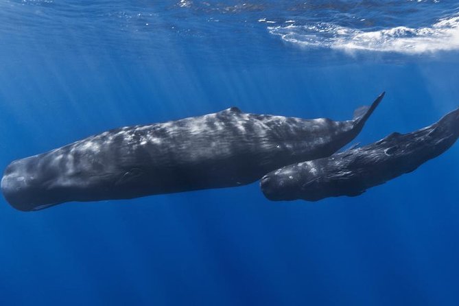 Private Whale and Dolphin Whale Watching Boat Tour - Searching for sperm whales with a hydrophone
