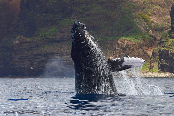 Private Whale Watch and Snorkel off Kaua'i - Key Points Before You Book
