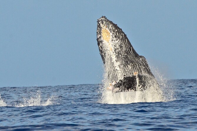 Private Whale Watch and Snorkel off Kaua'i - Why Humpback Season Makes This Trip Special