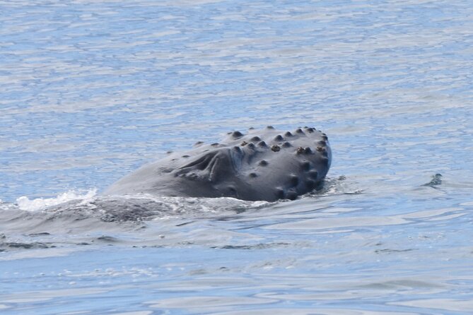 Private Whale Watch and Snorkel off Kaua'i - Flexible Snorkeling When the Sun Comes Out