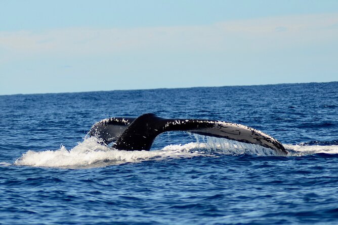 Private Whale Watch and Snorkel off Kaua'i - Jess and Nick Bring More Than Boat Skills