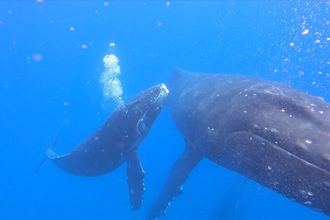 Private Whale Watch and Snorkel off Kaua'i - What the $1,300 Group Price Really Means