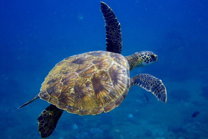 Private Whale Watch and Snorkel off Kaua'i - Who Will Get the Most From This Experience