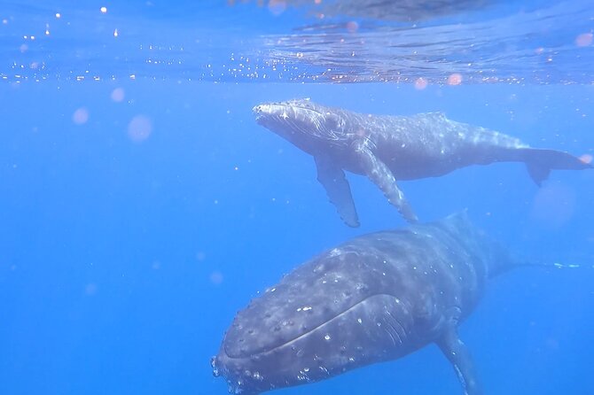 Private Whale Watch and Snorkel off Kaua'i - Practical Tips for a Better Morning