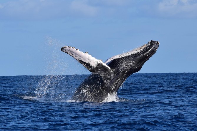 PRIVATE Whale Watch Tour | Cabo San Lucas | Biologist | FREE Pics - Leaving the marina for the Arch