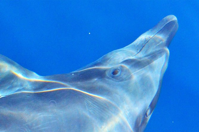 PRIVATE Whale Watch Tour | Cabo San Lucas | Biologist | FREE Pics - Searching the Pacific and Sea of Cortez
