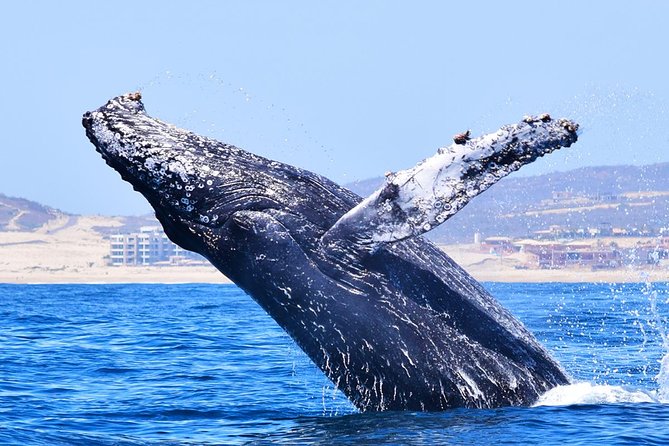 PRIVATE Whale Watch Tour | Cabo San Lucas | Biologist | FREE Pics - Free photos, and one small warning