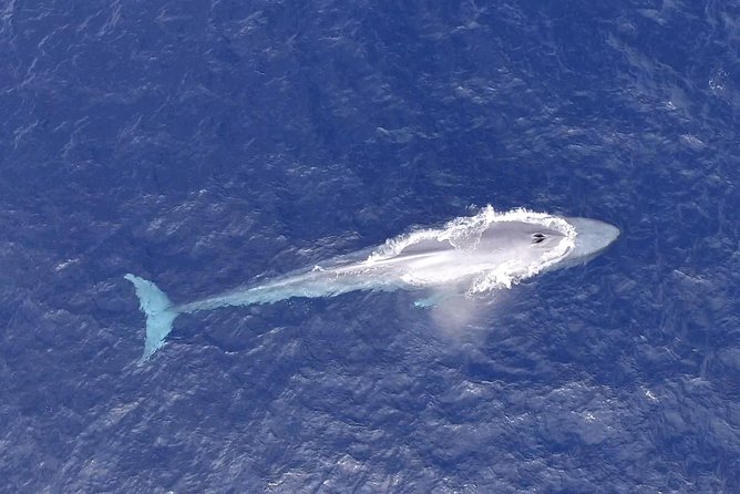 PRIVATE Whale Watch Tour | Cabo San Lucas | Biologist | FREE Pics - Price and value at $369.50 per person