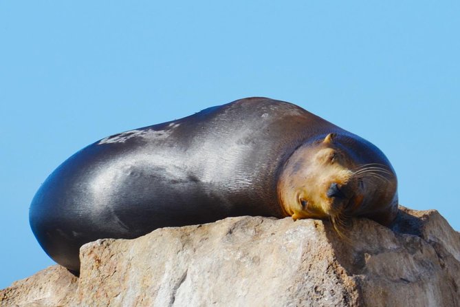 PRIVATE Whale Watch Tour | Cabo San Lucas | Biologist | FREE Pics - Timing, meeting point, and what to plan