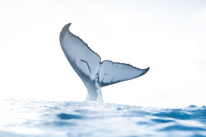 Private Whale Watching Activity: 6 passengers max - Leaving Ala Moana Boulevard for Open Water