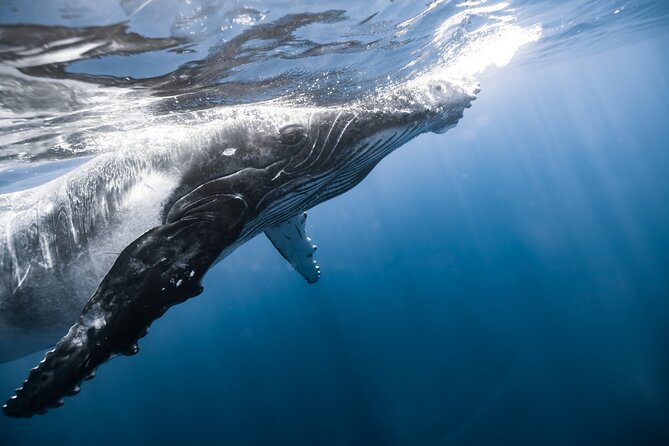 Private Whale Watching Activity: 6 passengers max - Captain Philip, Holli, and Izzy