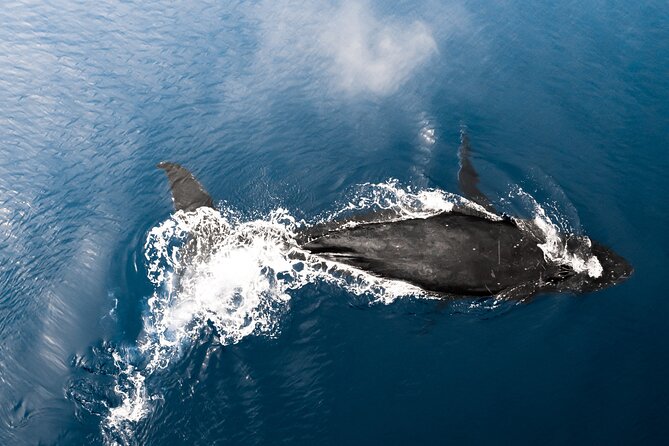 Private Whale Watching Activity: 6 passengers max - Photos, Videos, and the Value of a Private Boat