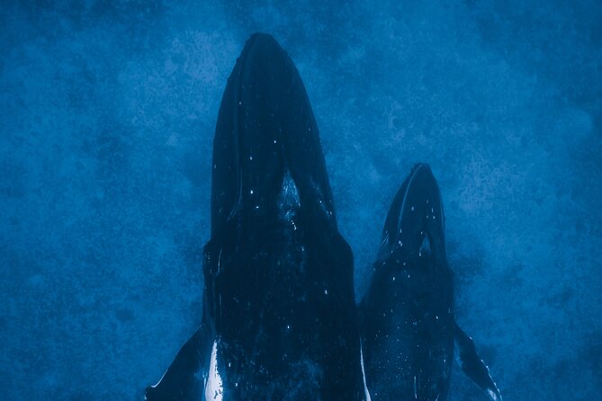 Private Whale Watching Activity: 6 passengers max - What the Two Hours Feel Like