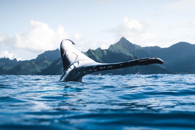 Private Whale Watching Activity: 6 passengers max - Humpback Season: December Through April