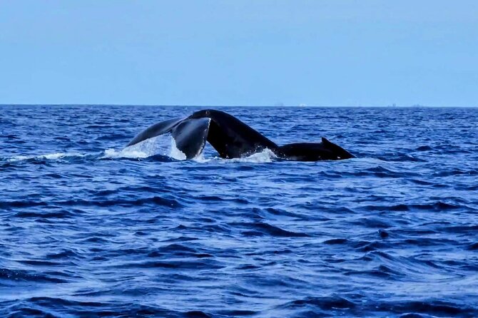 Private Whale Watching Adventure - What the $795 private rate really buys