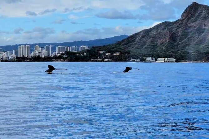 Private Whale Watching Adventure - Morning or afternoon: choosing the better fit