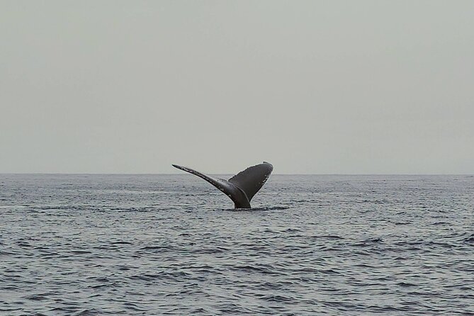 Private Whale Watching Adventure - Who will enjoy this private boat most