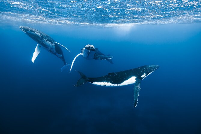 Private Whale Watching Adventure in Mo'orea - What makes this Moorea whale tour different