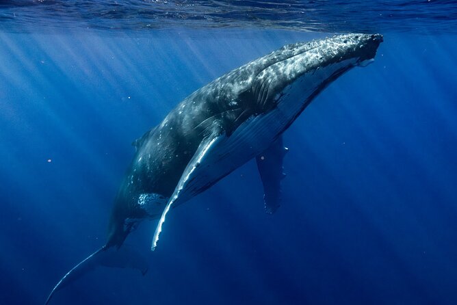 Private Whale Watching Adventure in Mo'orea - Is the $1,821.96 private price good value?