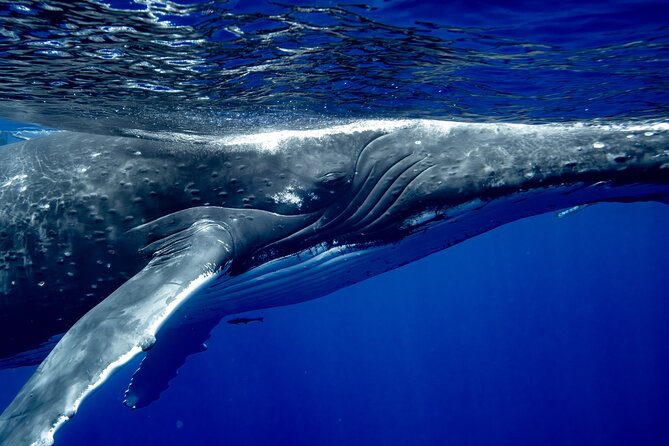 Private Whale Watching Adventure in Mo'orea - Who should book this whale adventure?