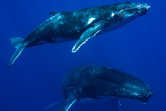 Private Whale Watching Adventure in Mo'orea - Choosing between swimming and staying aboard