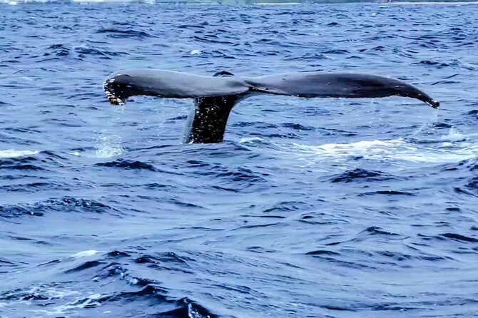 Private Whale Watching Adventure - Humpbacks, dolphins, turtles, and monk seals