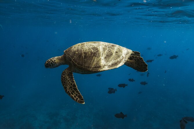 Private Whale Watching and Coastal Swimming Tour Honolulu - Stopping to swim with turtles and fish