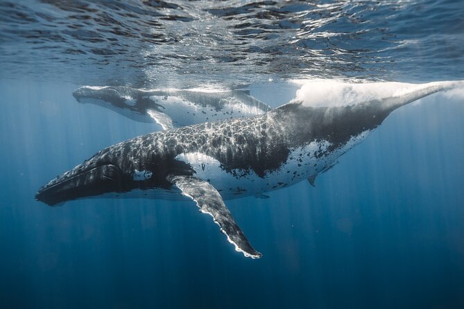 Private Whale Watching and Coastal Swimming Tour Honolulu - Timing, weather, and practical planning
