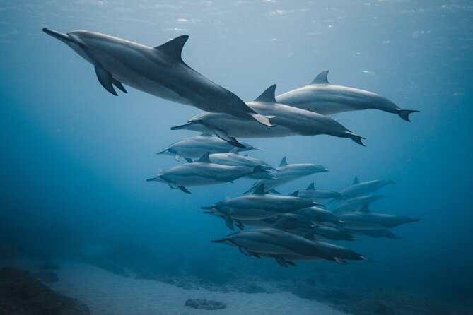Private Whale Watching and Coastal Swimming Tour Honolulu - Cruising past Waikiki and Diamond Head