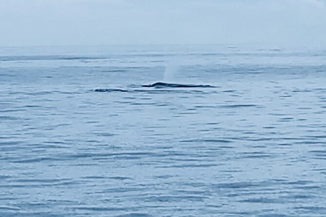 Private Whale Watching and Dolphin Excursion - Key points at a glance