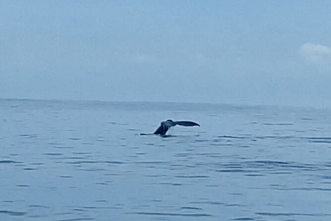 Private Whale Watching and Dolphin Excursion - What the private Oahu boat trip is really like
