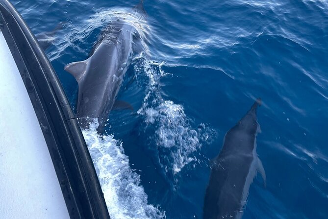 Private Whale Watching and Dolphin Excursion - Whales, dolphins, turtles, and the limits of nature