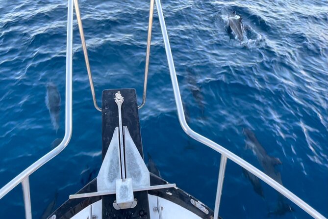 Private Whale Watching and Dolphin Excursion - The biggest question: which boat and captain?