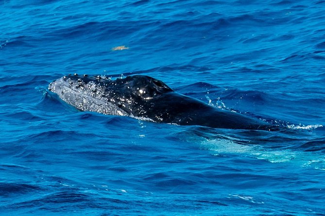Private Whale Watching Charter (Grand Turk) - Starting at Grand Turk Island Airport