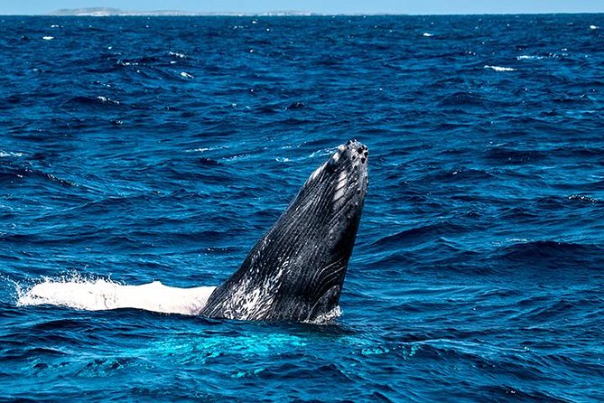 Private Whale Watching Charter (Grand Turk) - What the marine biologist adds